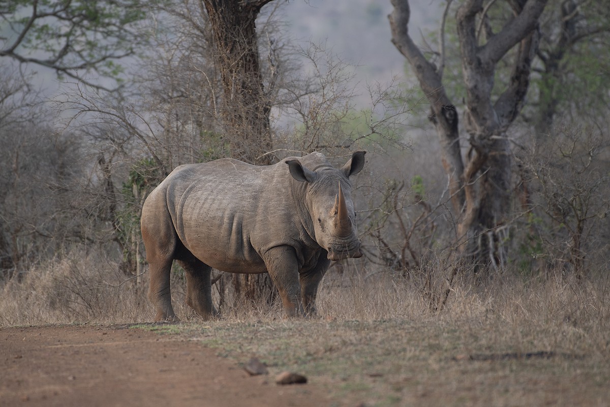 Southern White Rhinoceros - ML646446540