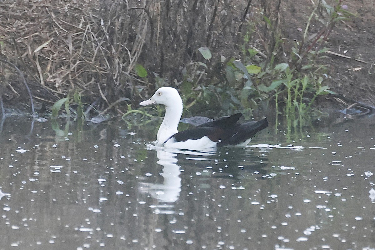 Radjah Shelduck - ML646446542