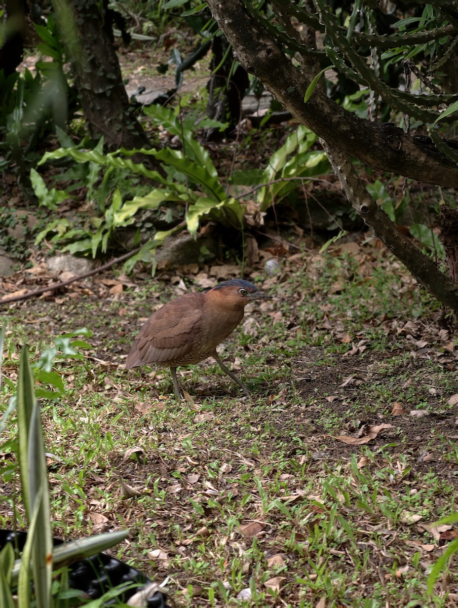 Malay Gece Balıkçılı - ML646446543