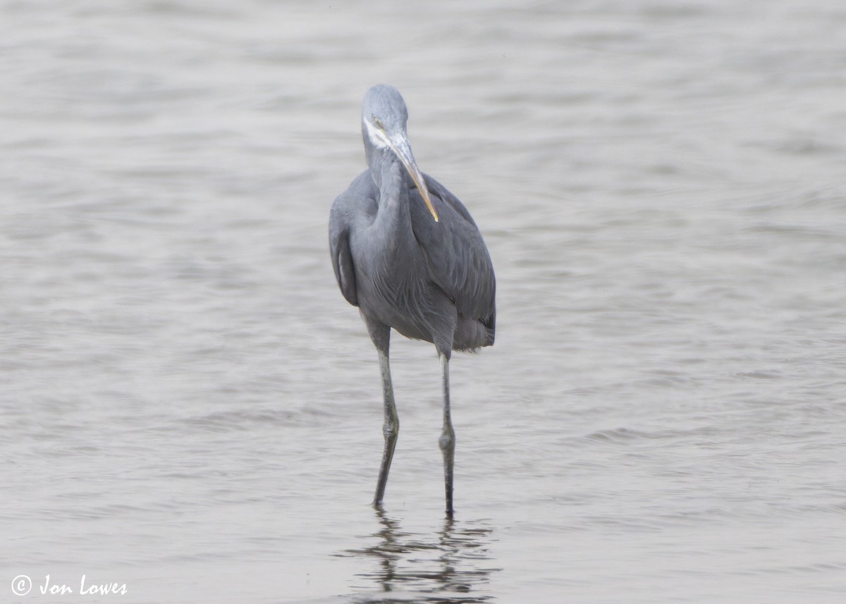 アフリカクロサギ（schistacea） - ML646446546