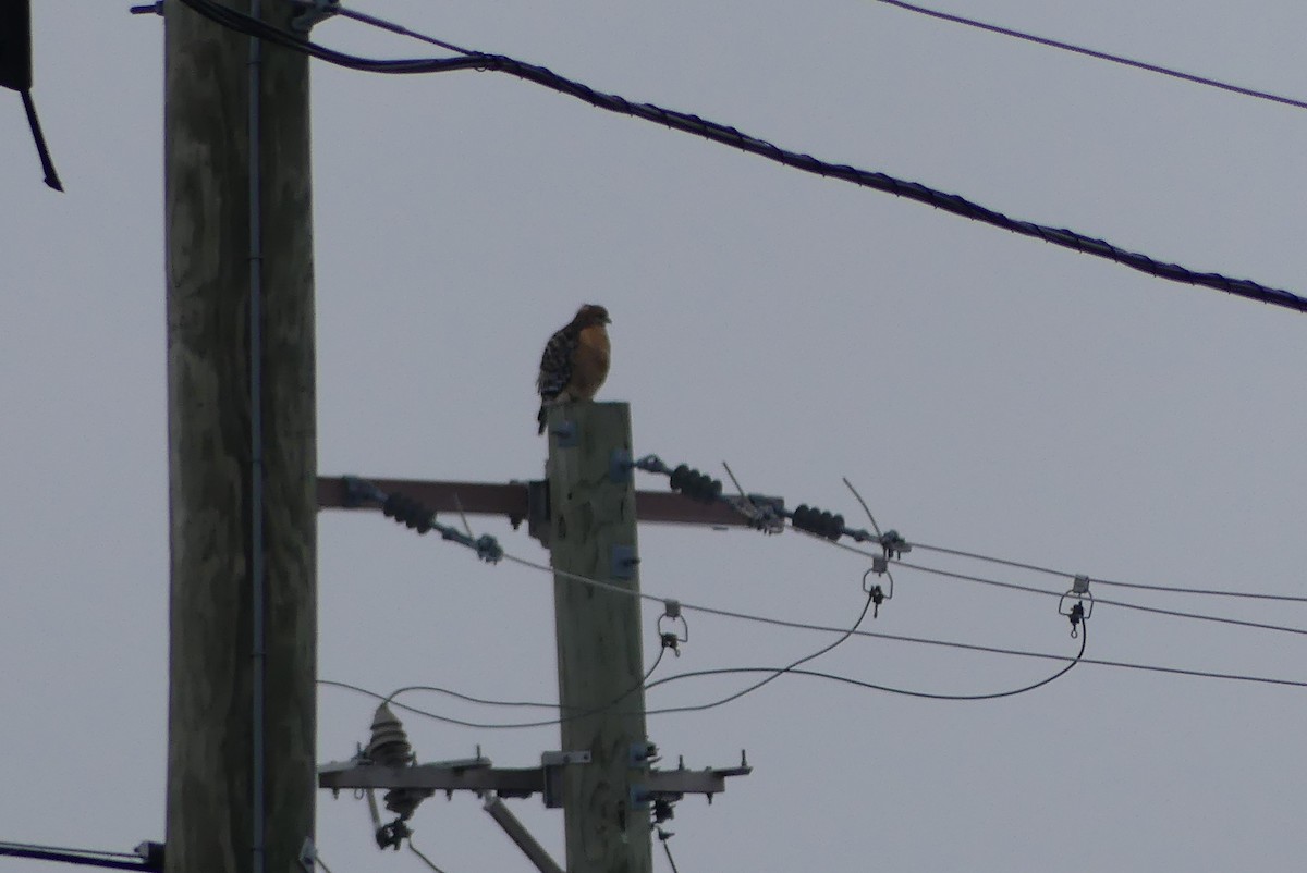 Red-shouldered Hawk - ML646446548