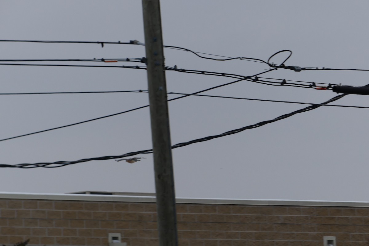 Red-shouldered Hawk - ML646446550