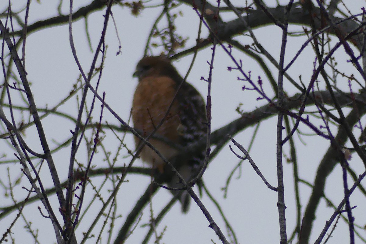Red-shouldered Hawk - ML646446551