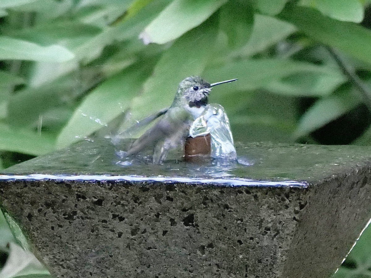 フトオハチドリ - ML646446552