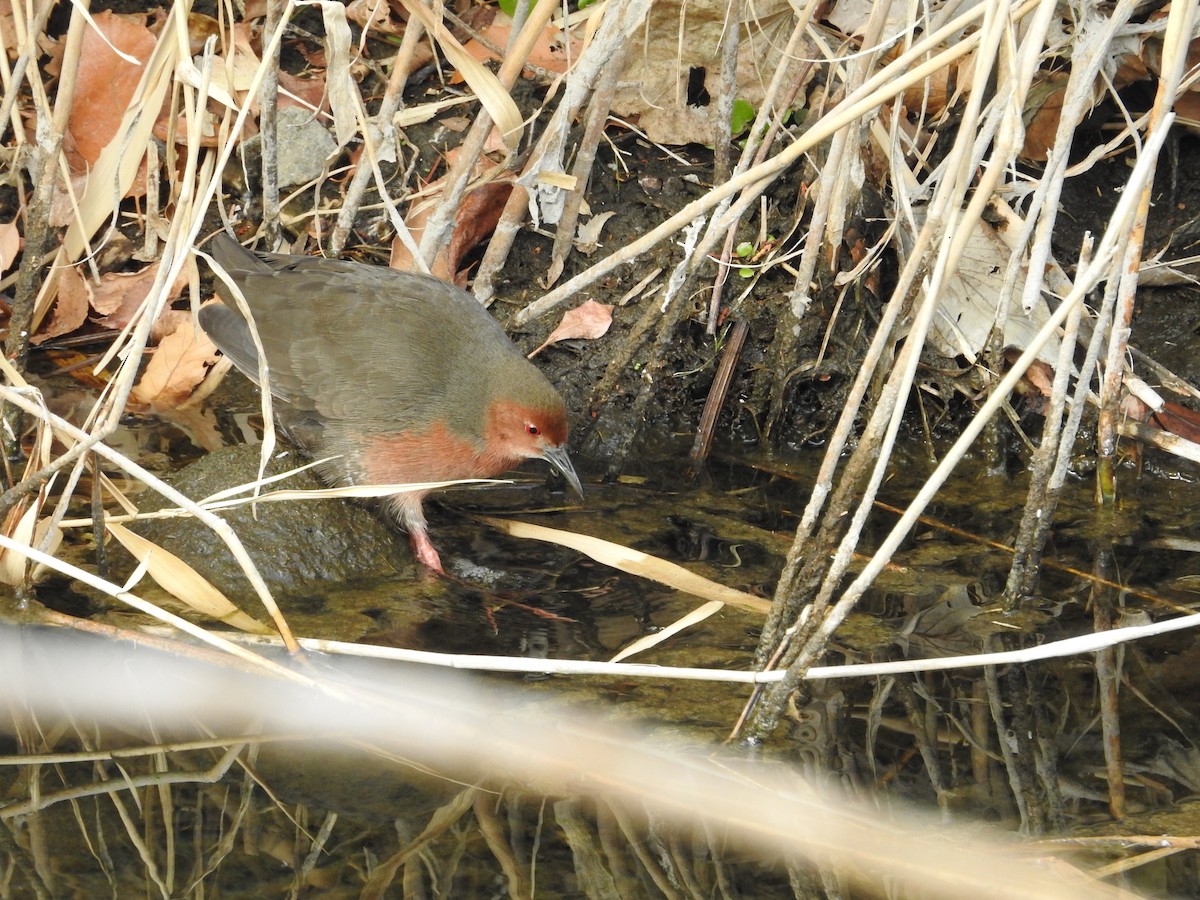 kastanjerikse - ML646446559