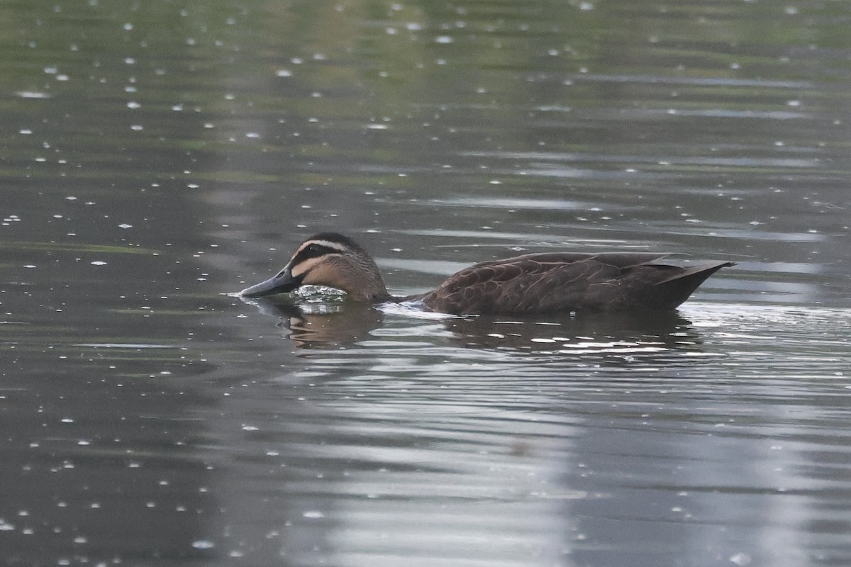 Pacific Black Duck - ML646446560
