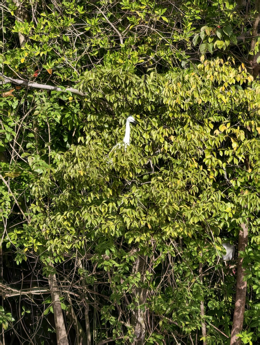 volavka stříbřitá - ML646446561