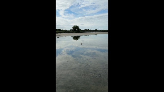 Stilt Sandpiper - ML646446566