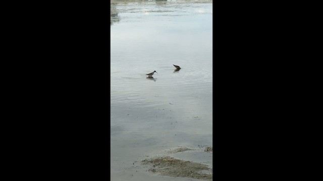 Stilt Sandpiper - ML646446567