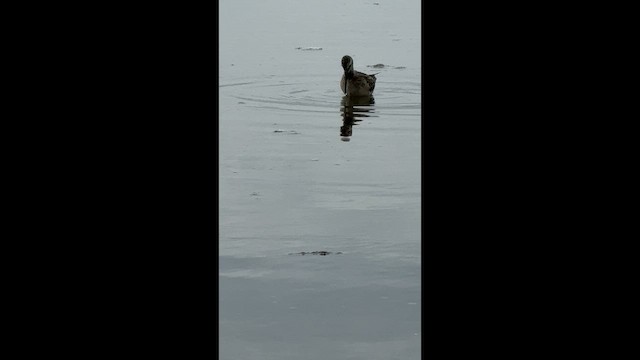 Stilt Sandpiper - ML646446568