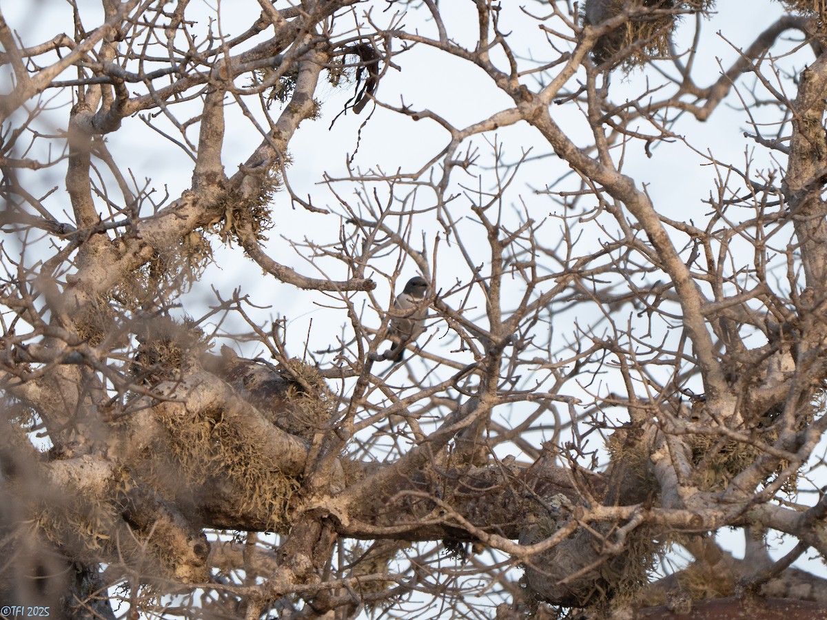 Madagascar Cuckooshrike - ML646446570