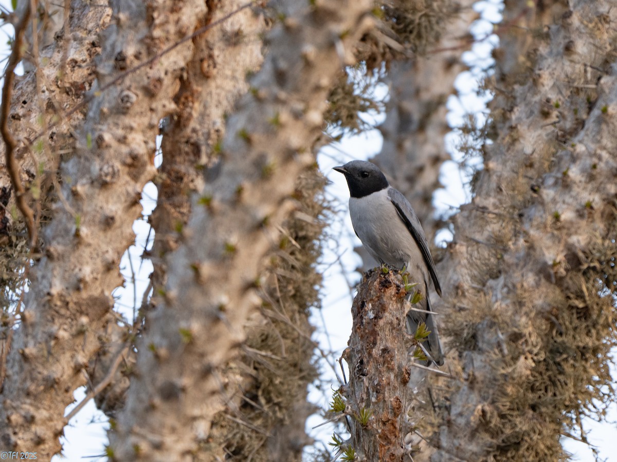 Madagascar Cuckooshrike - ML646446571