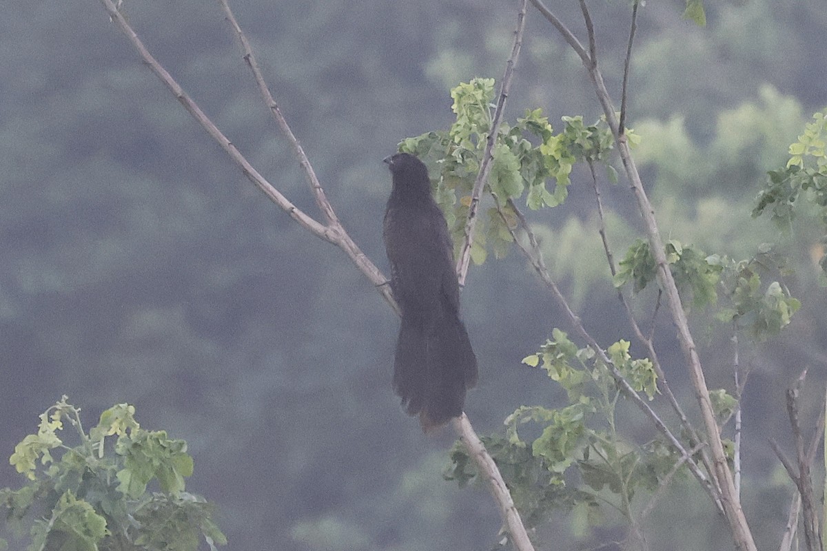 Pheasant Coucal - ML646446572