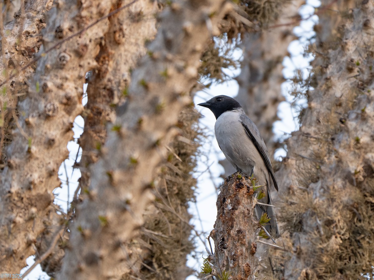 Madagascar Cuckooshrike - ML646446573