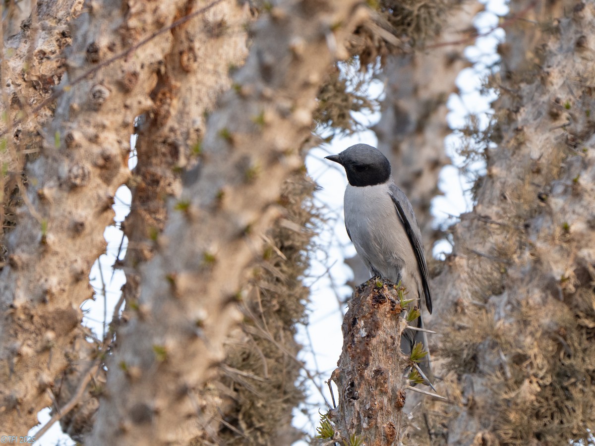 Madagascar Cuckooshrike - ML646446574