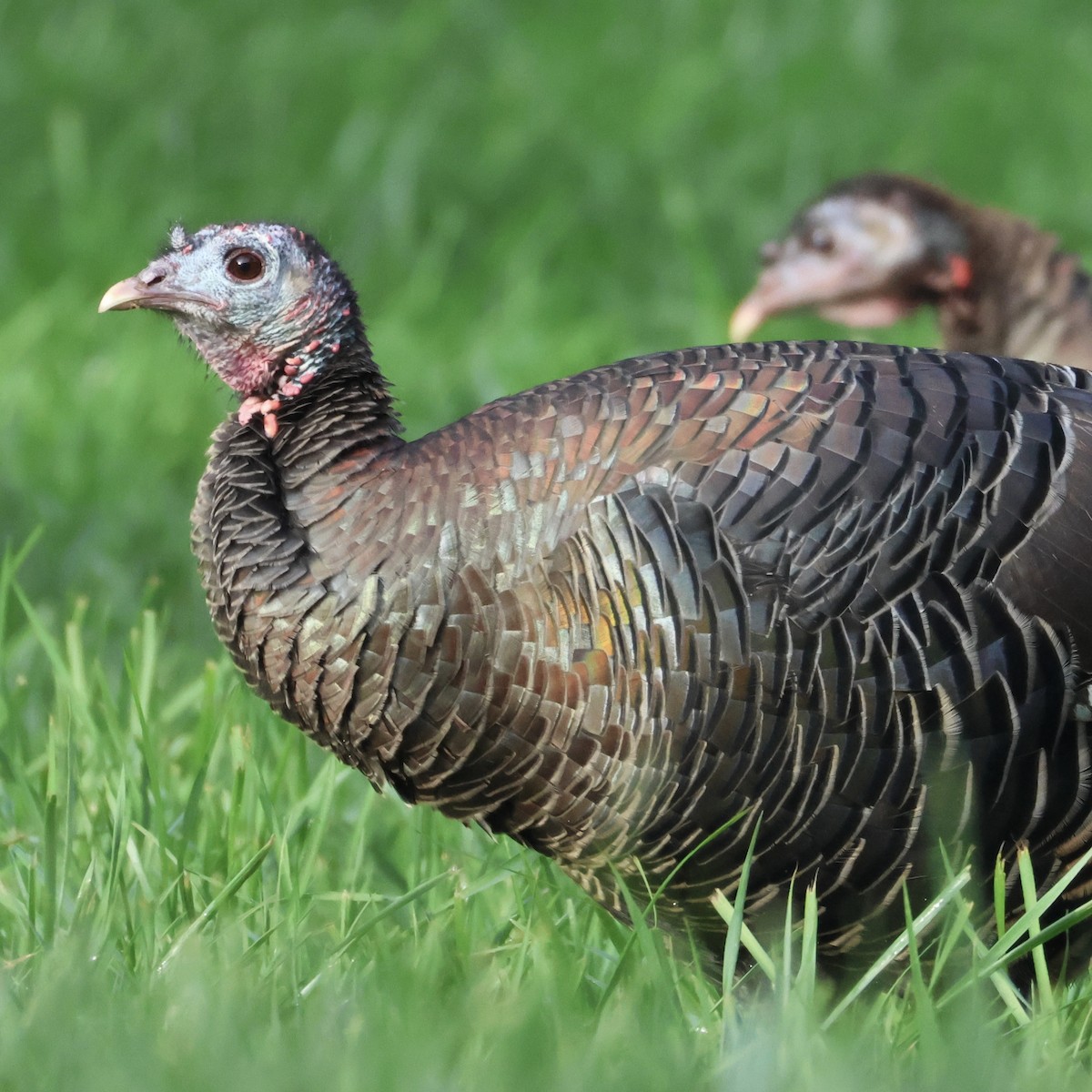 シチメンチョウ - ML646446576