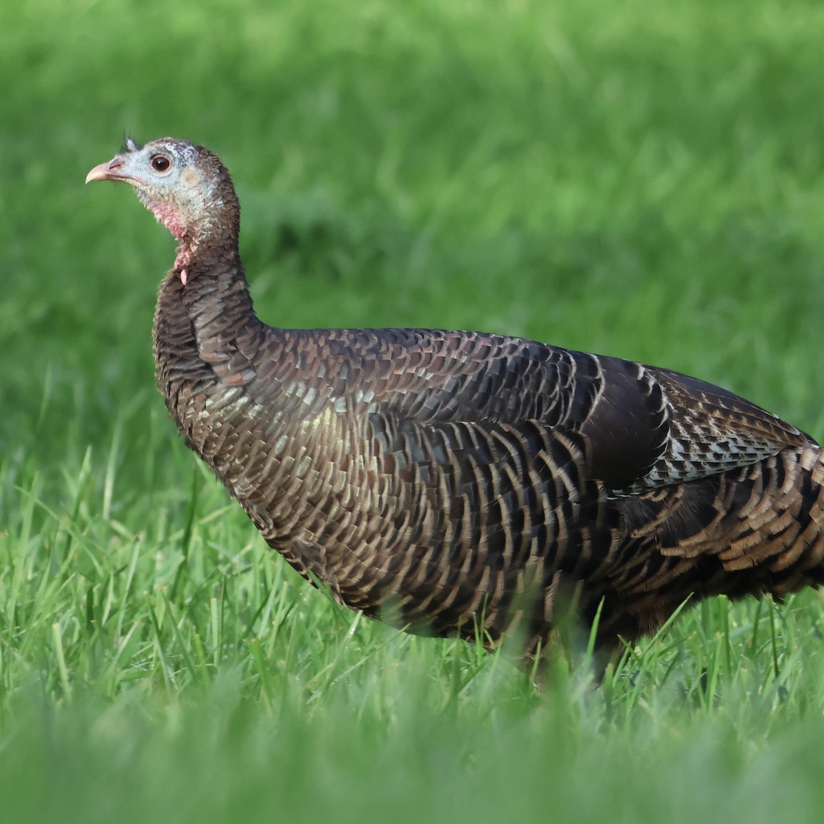 シチメンチョウ - ML646446577