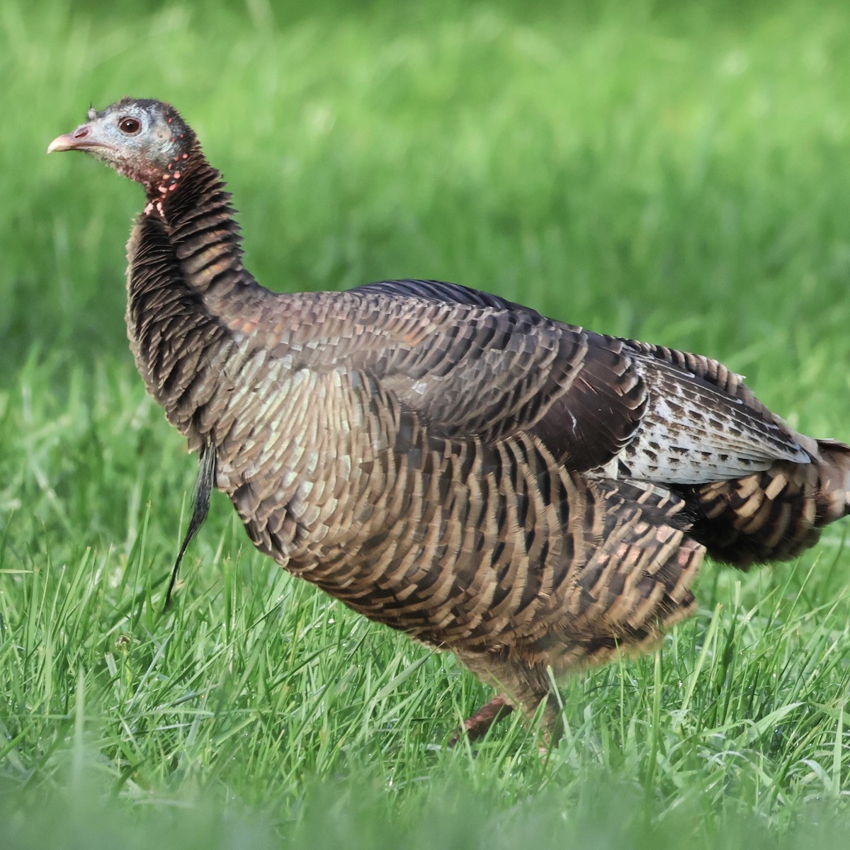 シチメンチョウ - ML646446578