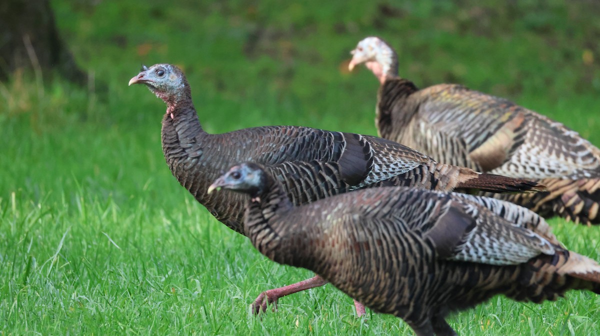 シチメンチョウ - ML646446579