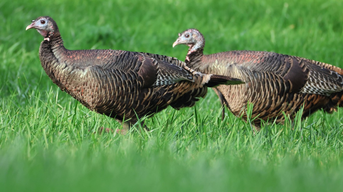 シチメンチョウ - ML646446580