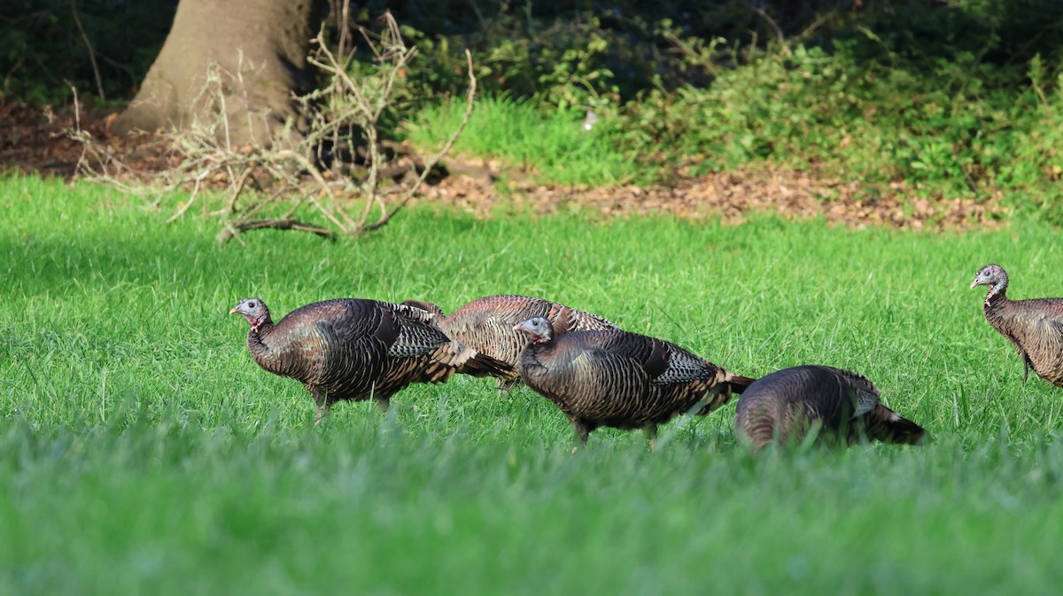 シチメンチョウ - ML646446581
