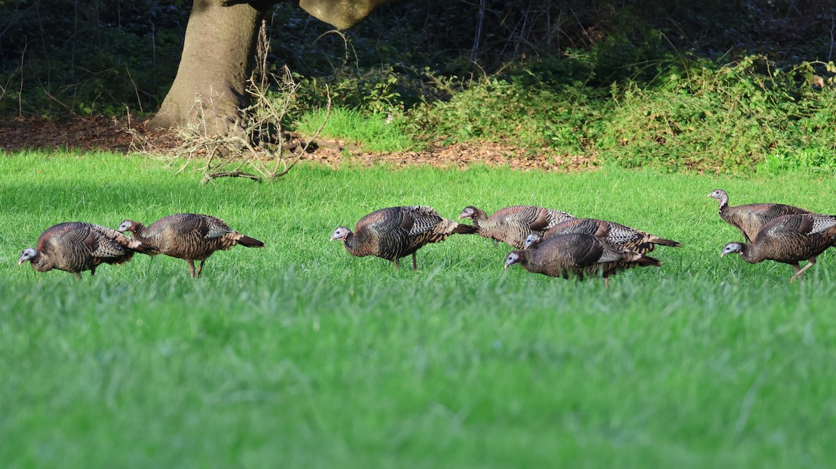 シチメンチョウ - ML646446582
