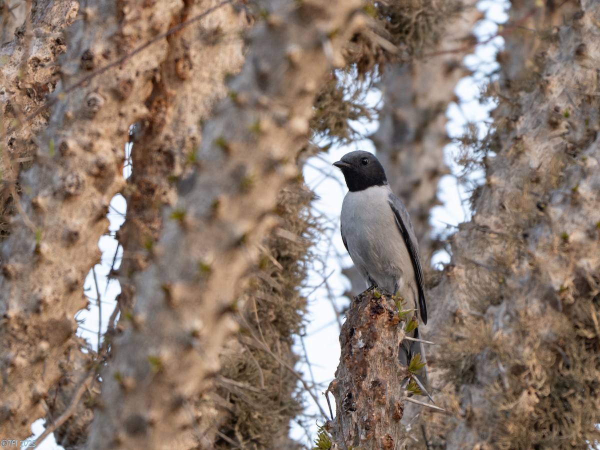 Madagascar Cuckooshrike - ML646446583