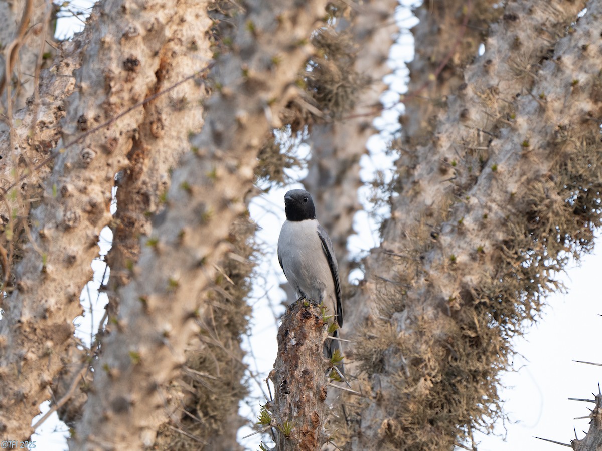 Madagascar Cuckooshrike - ML646446584