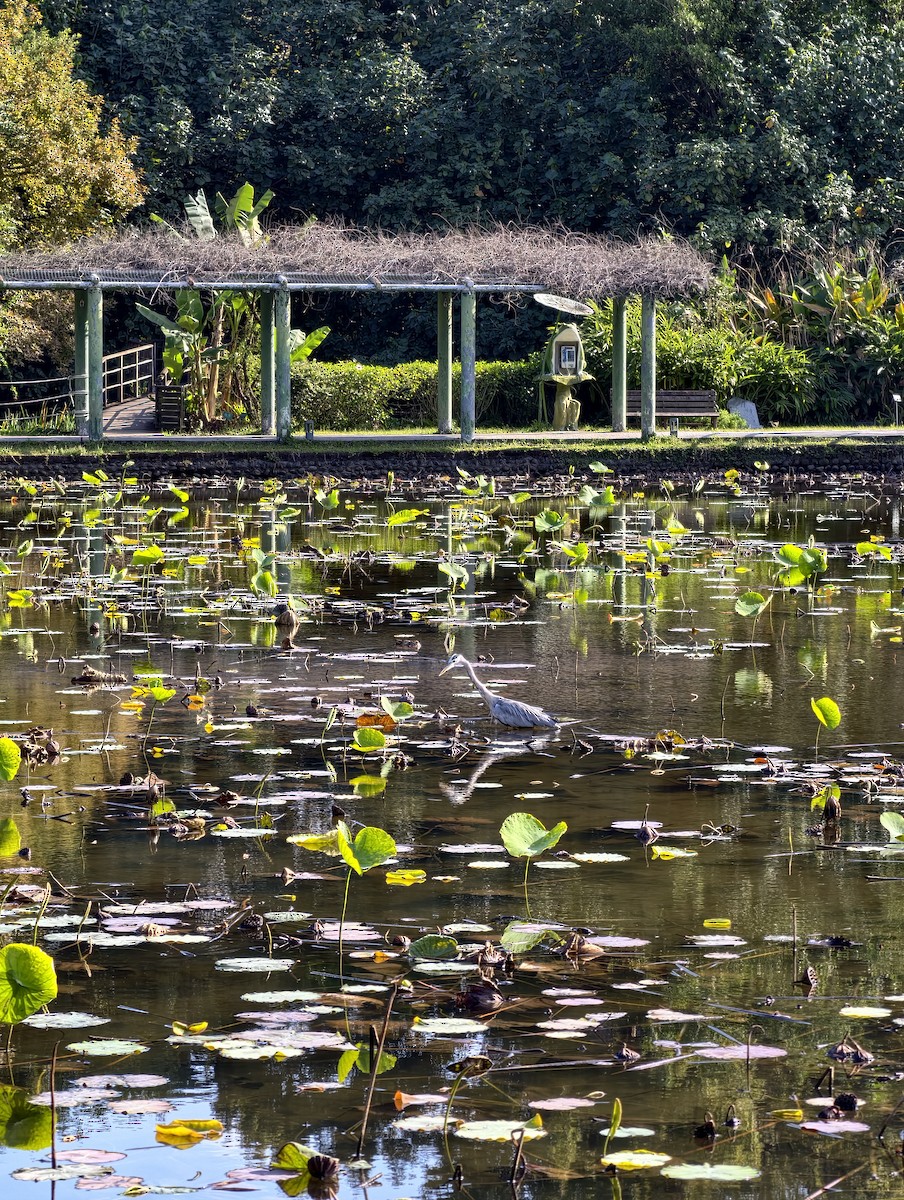 Серая цапля - ML646446588