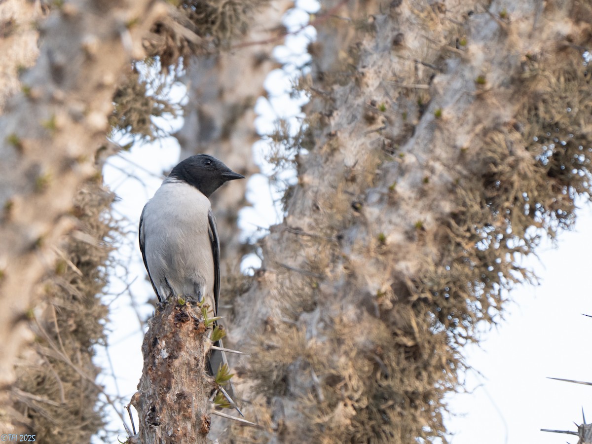 Madagascar Cuckooshrike - ML646446589
