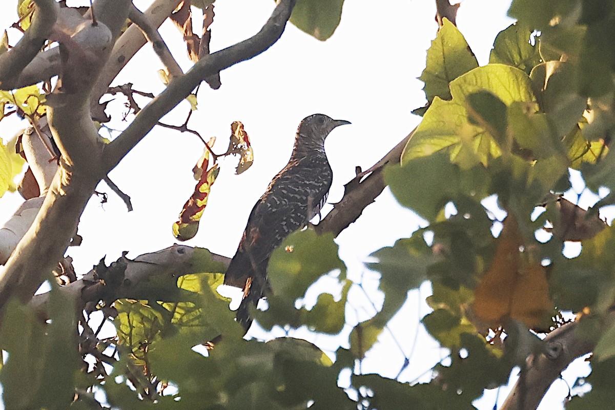Oriental Cuckoo - ML646446591