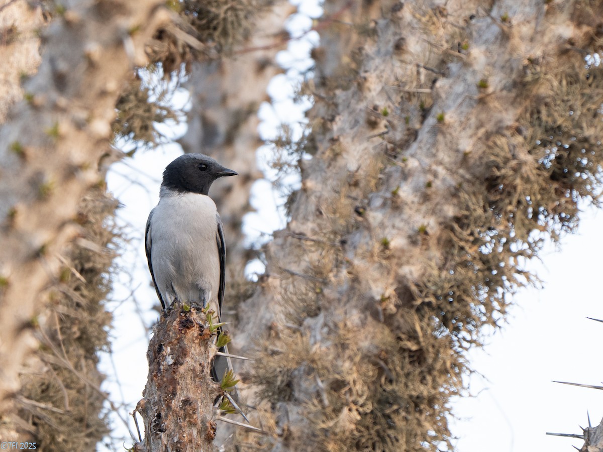 Madagascar Cuckooshrike - ML646446592