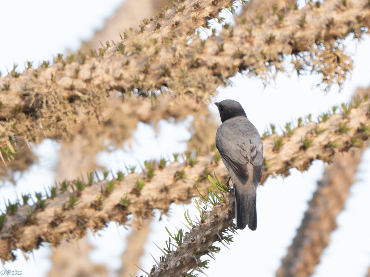 Madagascar Cuckooshrike - ML646446593