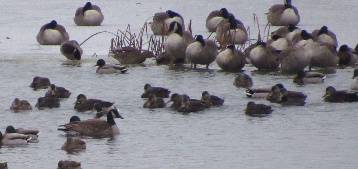 Ahate iluna - ML646446596