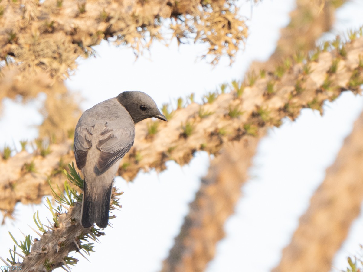 Madagascar Cuckooshrike - ML646446597