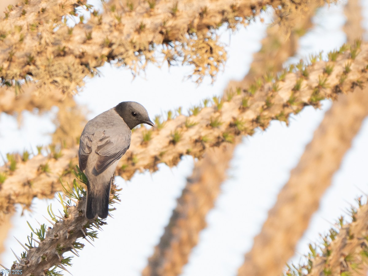 Мадагаскарский воронец - ML646446598