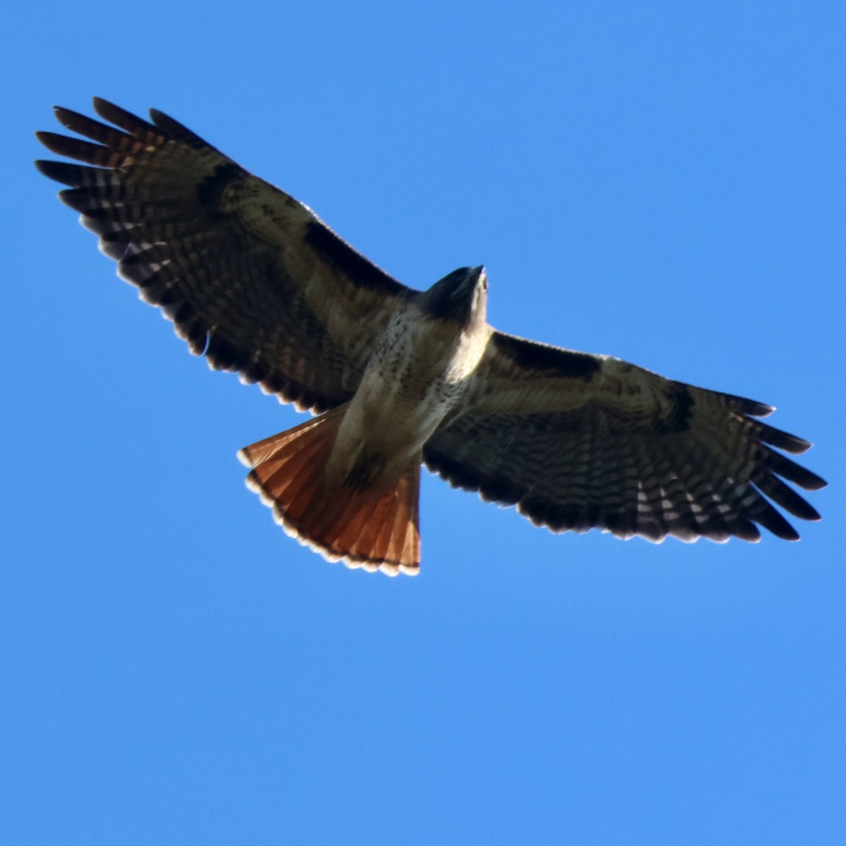 Краснохвостый канюк - ML646446602