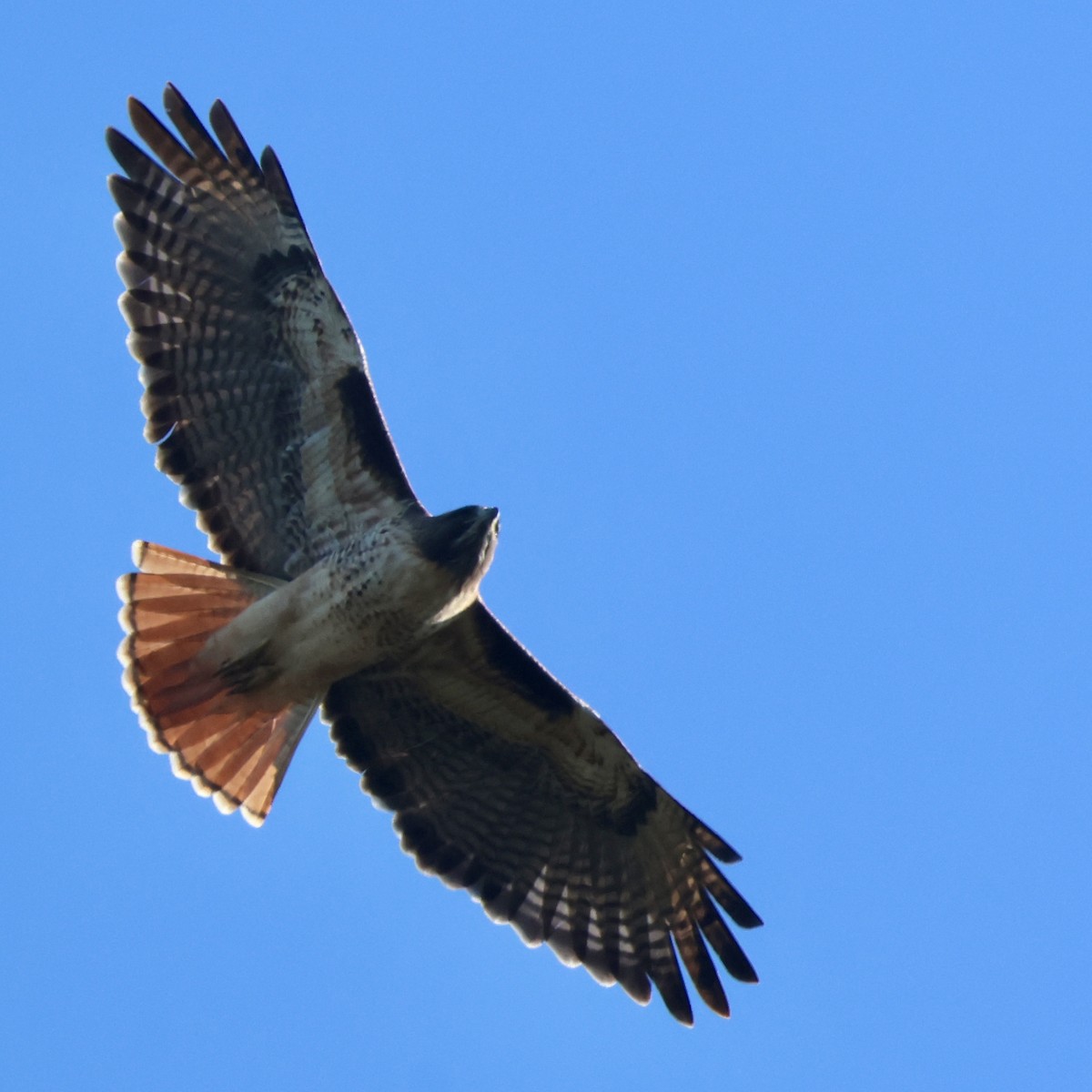 Краснохвостый канюк - ML646446603