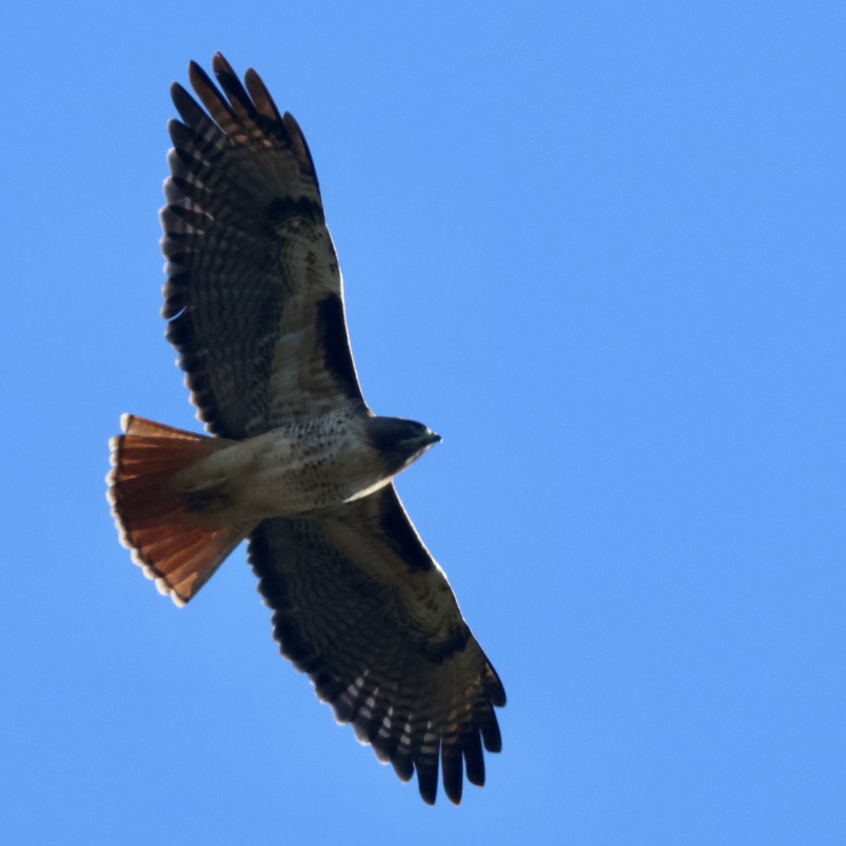 Краснохвостый канюк - ML646446604