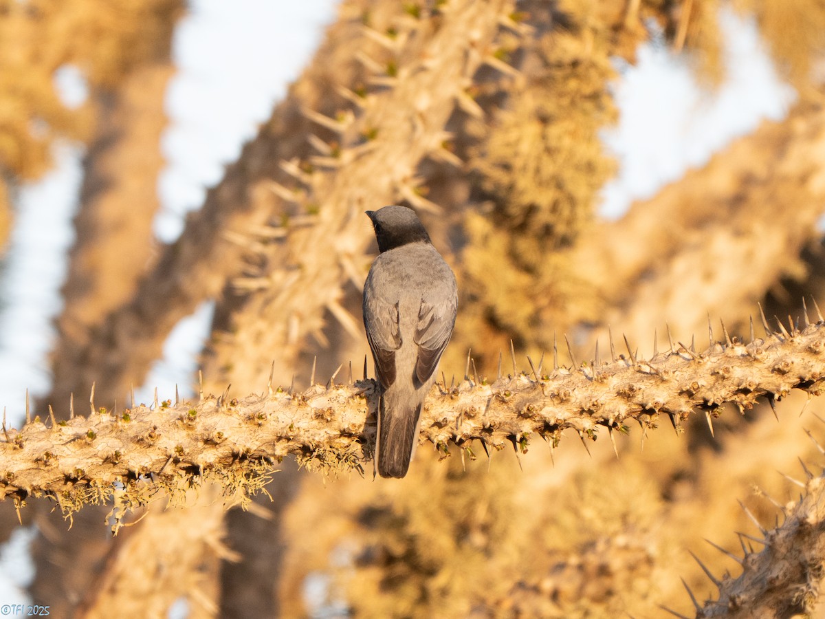 Мадагаскарский воронец - ML646446605