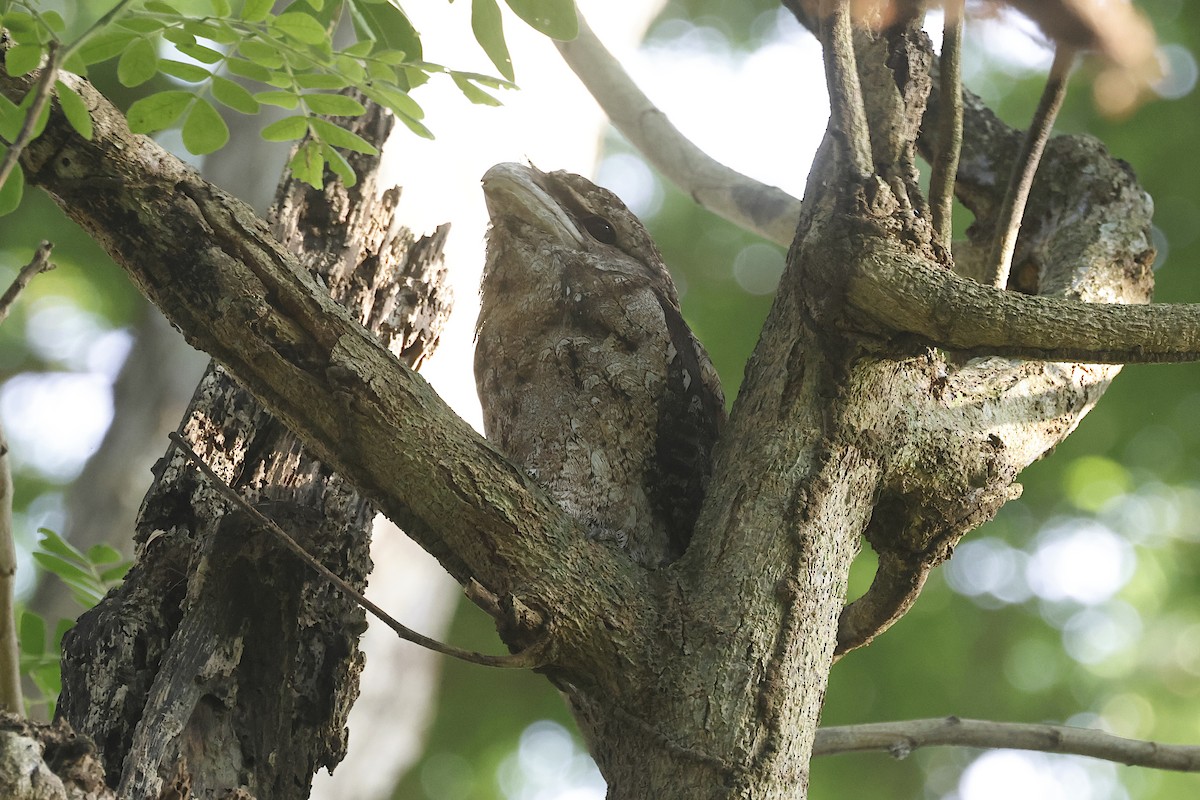 Папуанский лягушкорот - ML646446607