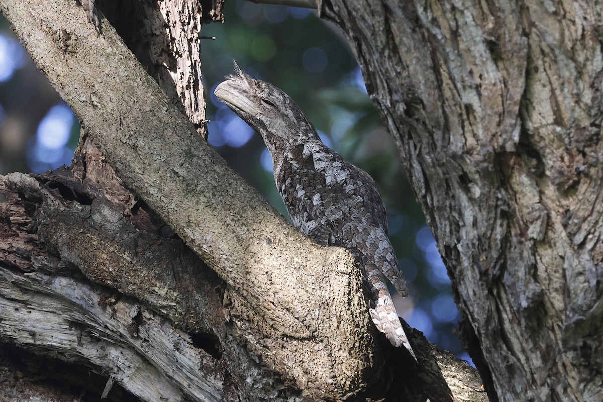 Папуанский лягушкорот - ML646446608