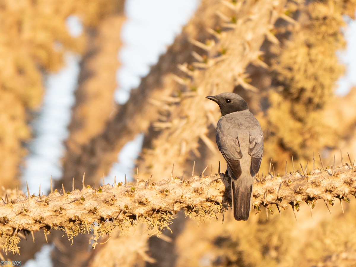 Мадагаскарский воронец - ML646446609