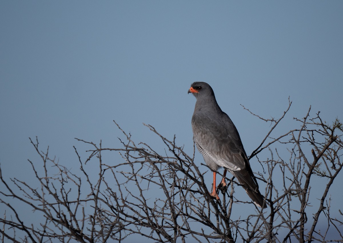 Светлый певчий ястреб - ML646446610