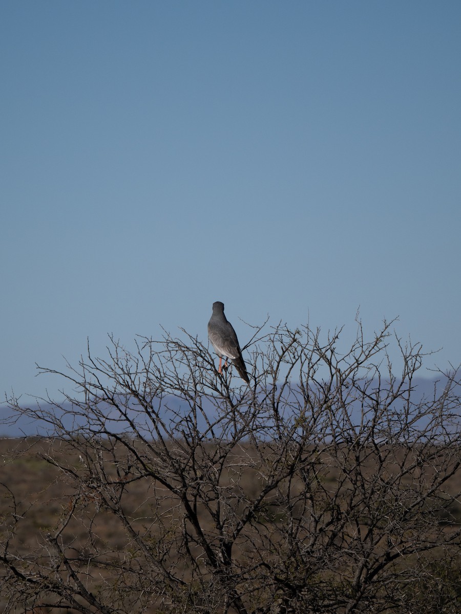 Светлый певчий ястреб - ML646446611