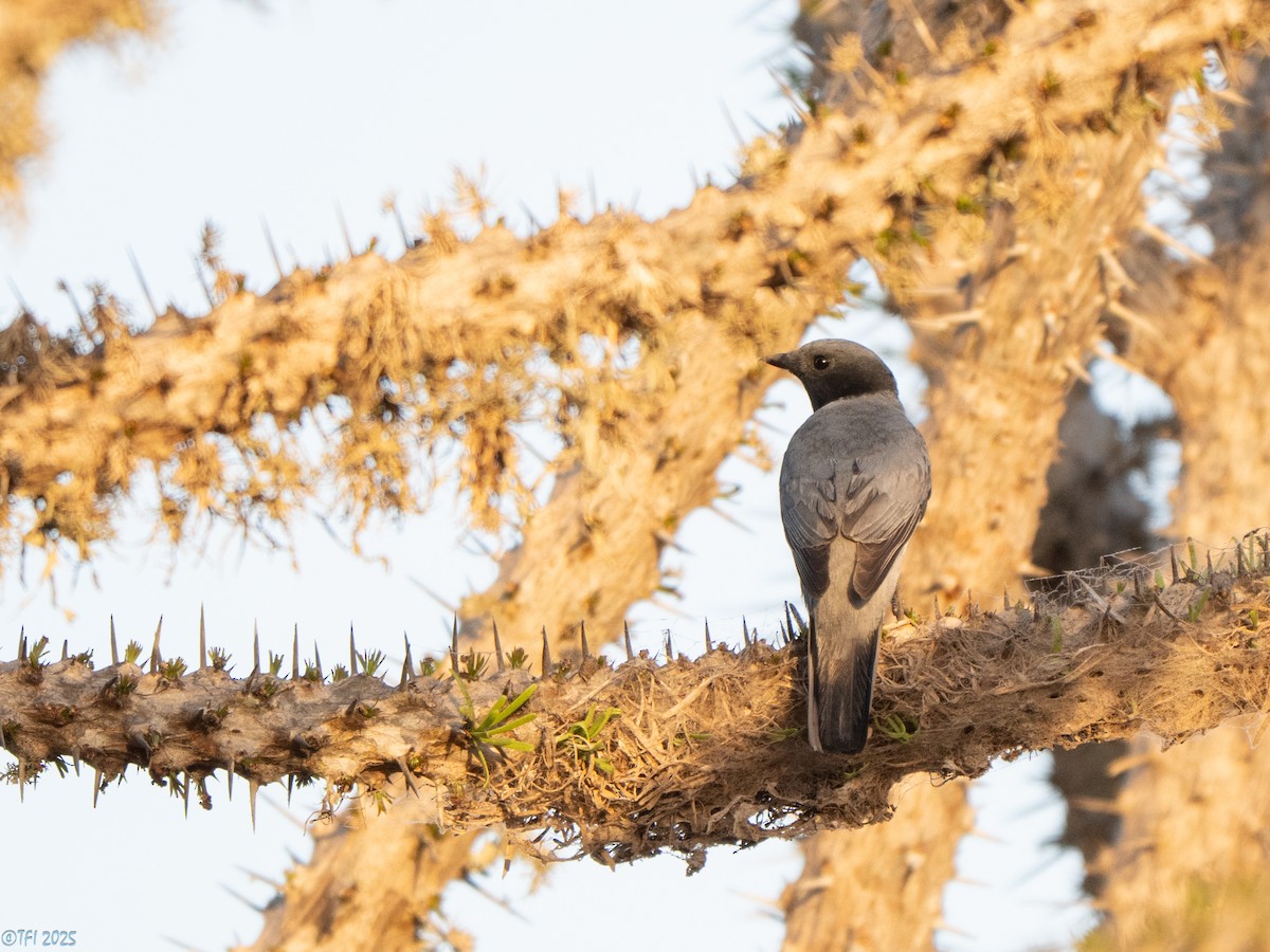 Мадагаскарский воронец - ML646446612