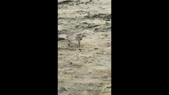 Малый песочник - ML646446613