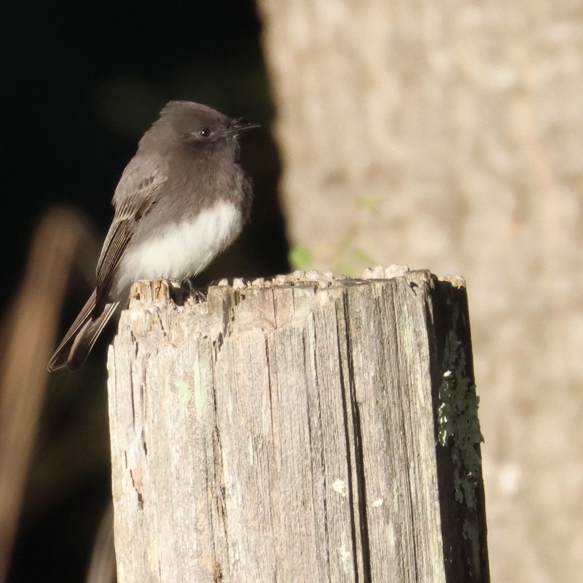 Чёрный фиби - ML646446616