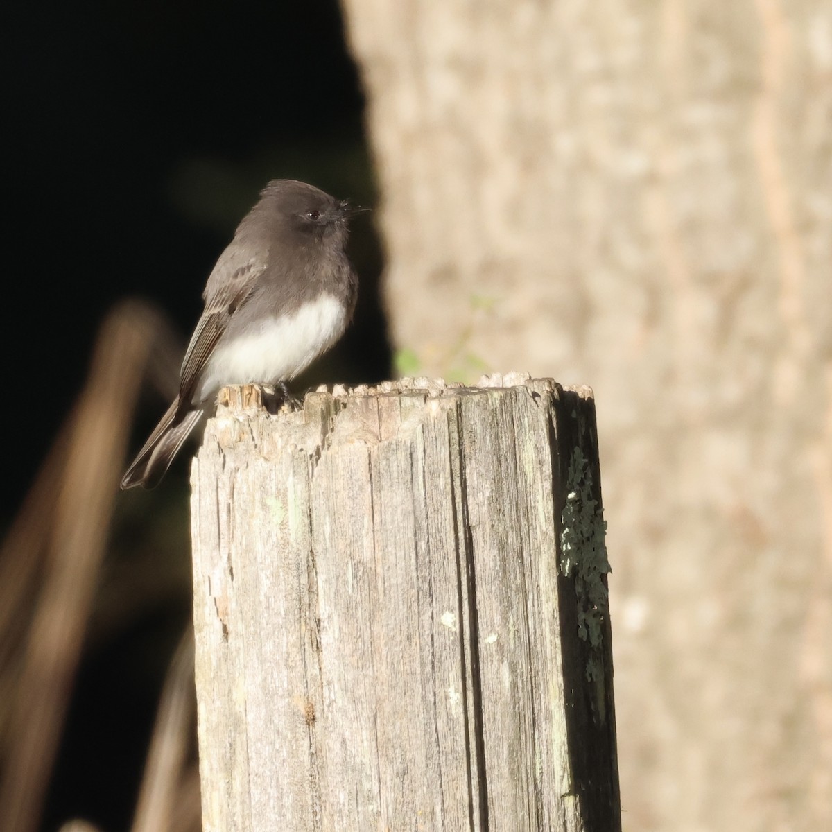 Чёрный фиби - ML646446617