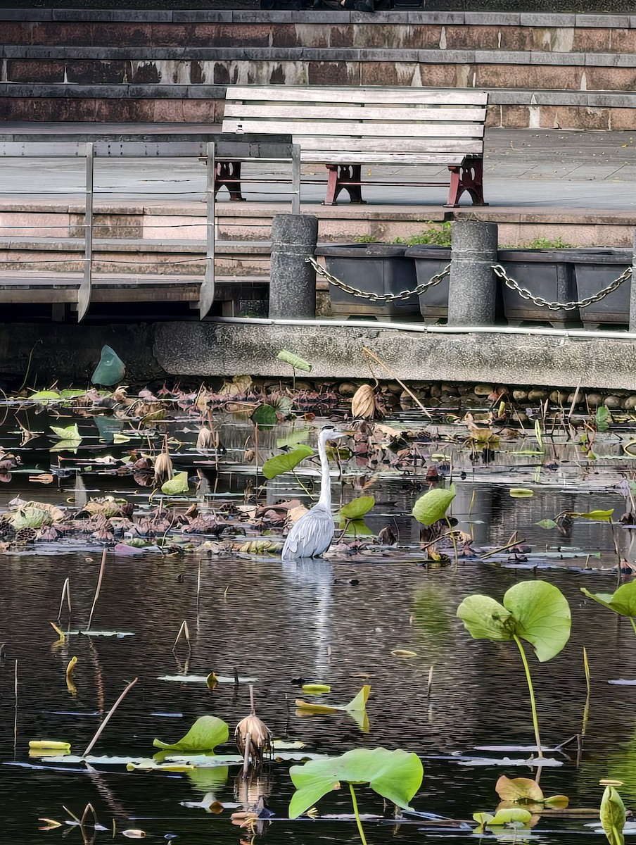 Серая цапля - ML646446618